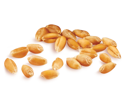 Biscuits with 6 cereals MULTIGRAIN Biscuits with 6 cereals MULTIGRAIN