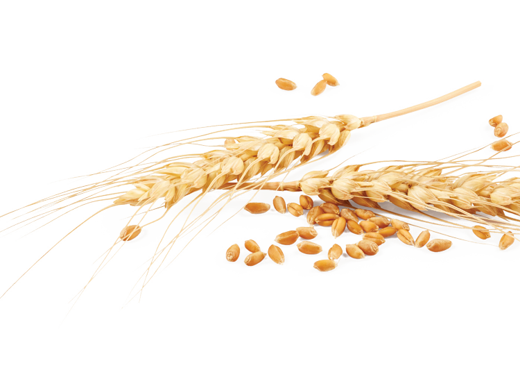 Naturally leavened wholemeal wheat croissant with honey filling Naturally leavened wholemeal wheat croissant with honey filling