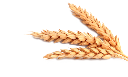 Flakes with whole wheat, whole wheat oats and rice with sweeteners Flakes with whole wheat, whole wheat oats and rice with sweeteners